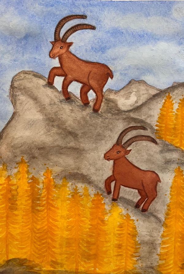 Zwei Steinböcke auf Felsen über herbstlichen Lärchen, Aquarell
