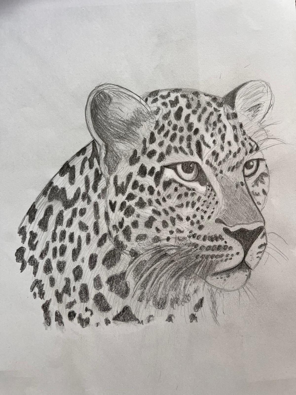 Leopard, Bleistiftzeichnung